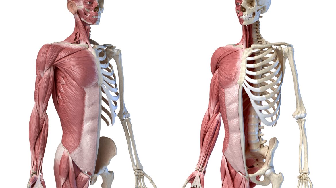 Mastering the Musculoskeletal System for the NCLEX: Key Concepts and Tips