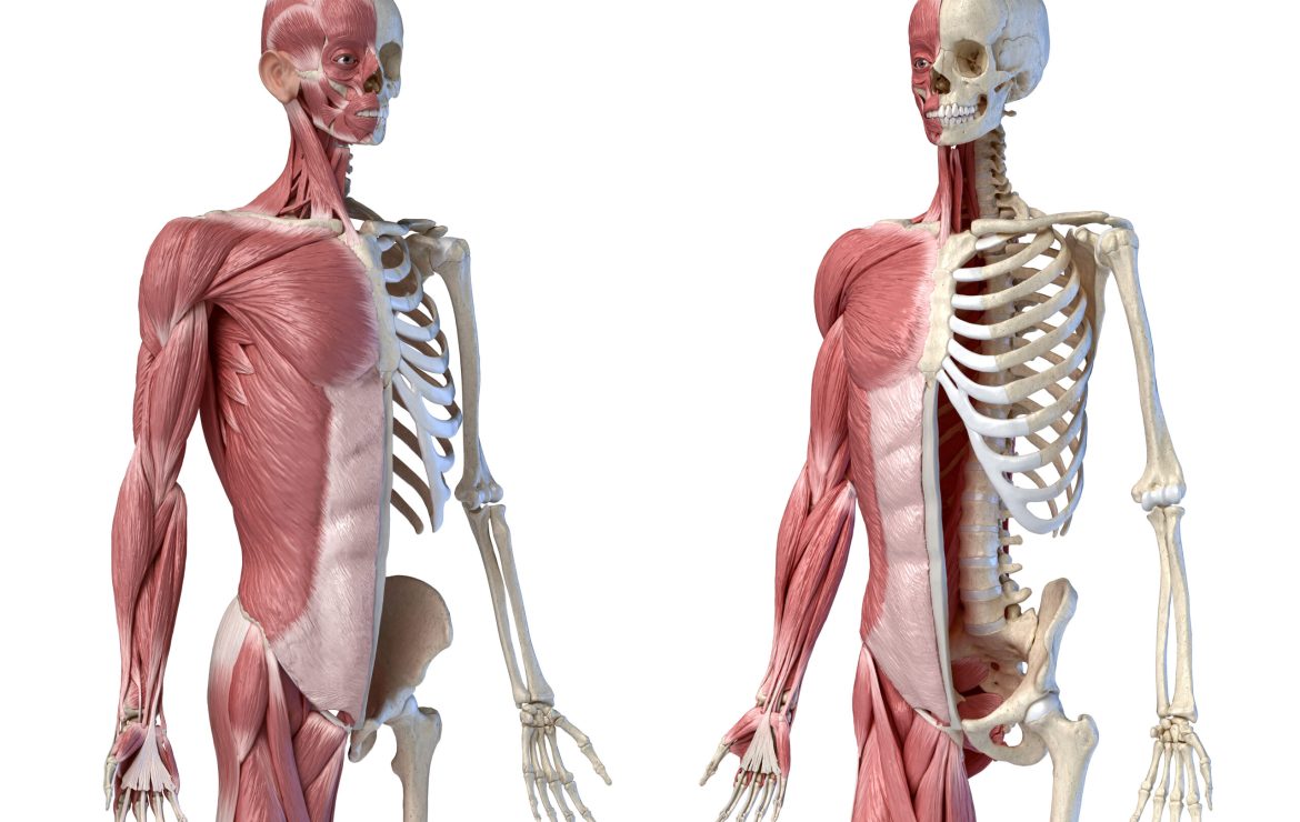 Mastering the Musculoskeletal System for the NCLEX: Key Concepts and Tips