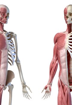 Mastering the Musculoskeletal System for the NCLEX: Key Concepts and Tips