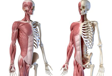 Mastering the Musculoskeletal System for the NCLEX: Key Concepts and Tips