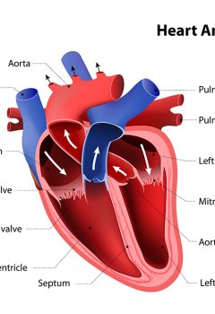 Understanding the Cardiac System: Anatomy, Functions, and Heart Health Tips