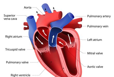 Understanding the Cardiac System: Anatomy, Functions, and Heart Health Tips