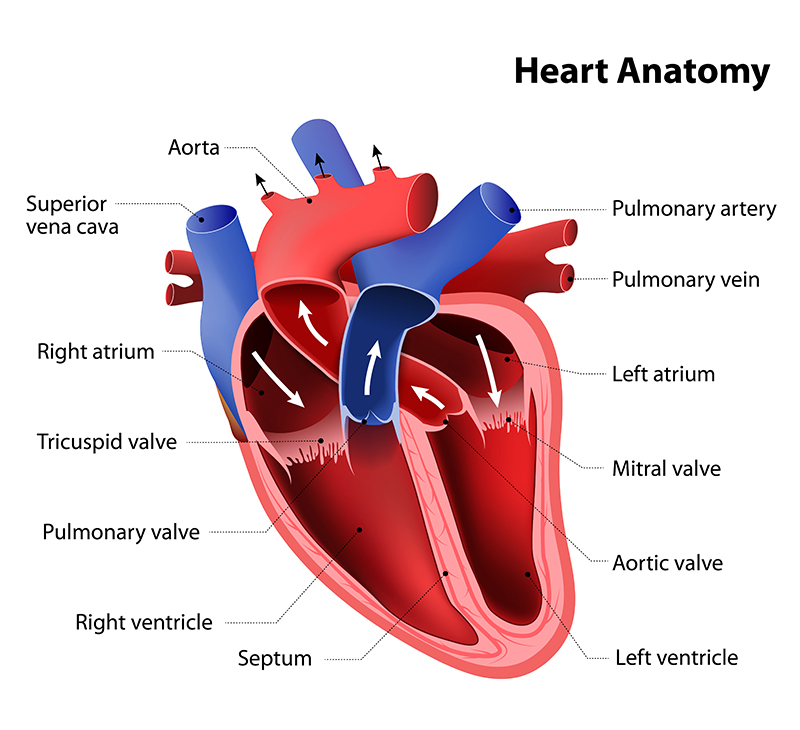Understanding the Cardiac System: Anatomy, Functions, and Heart Health Tips