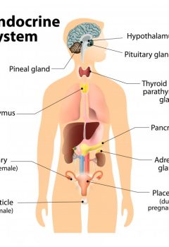 Understanding the Endocrine System : Functions, Key Glands and Health Tips