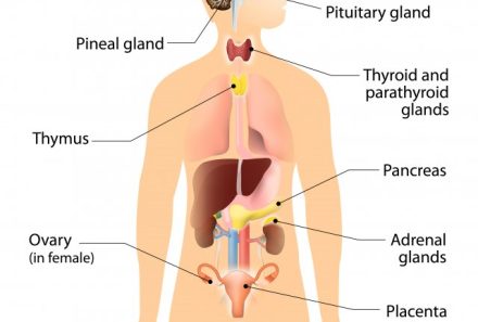 Understanding the Endocrine System : Functions, Key Glands and Health Tips