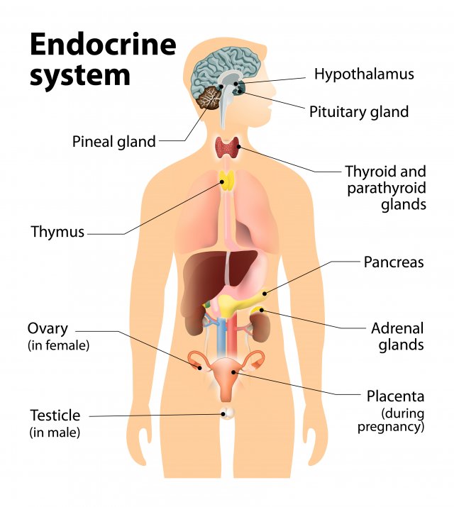 Understanding the Endocrine System : Functions, Key Glands and Health Tips