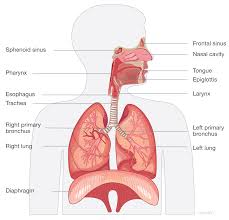 Understanding the Respiratory System: Functions, Anatomy, and Health Tips