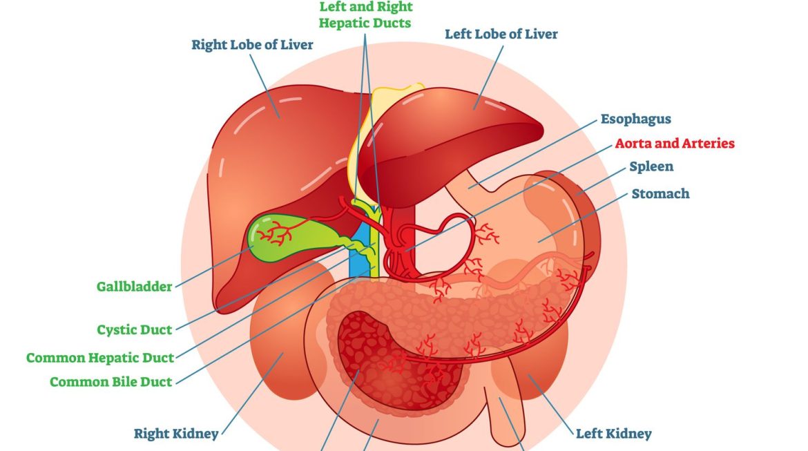 Navigating Biliary Tract Disorders: Understanding, Diagnosing, and Managing