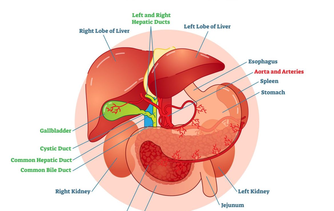 Navigating Biliary Tract Disorders: Understanding, Diagnosing, and Managing