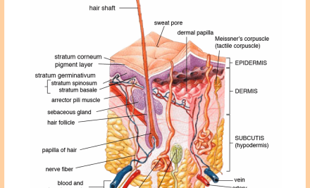 Understanding Integumentary System Health: A Comprehensive Guide