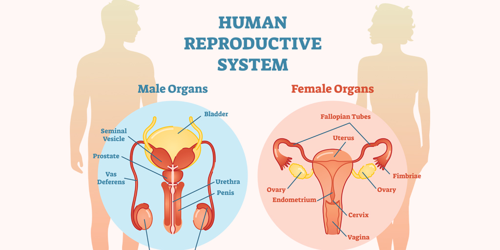 Addressing Reproductive Health Problems in Nursing: A Case Study and NCLEX Applications