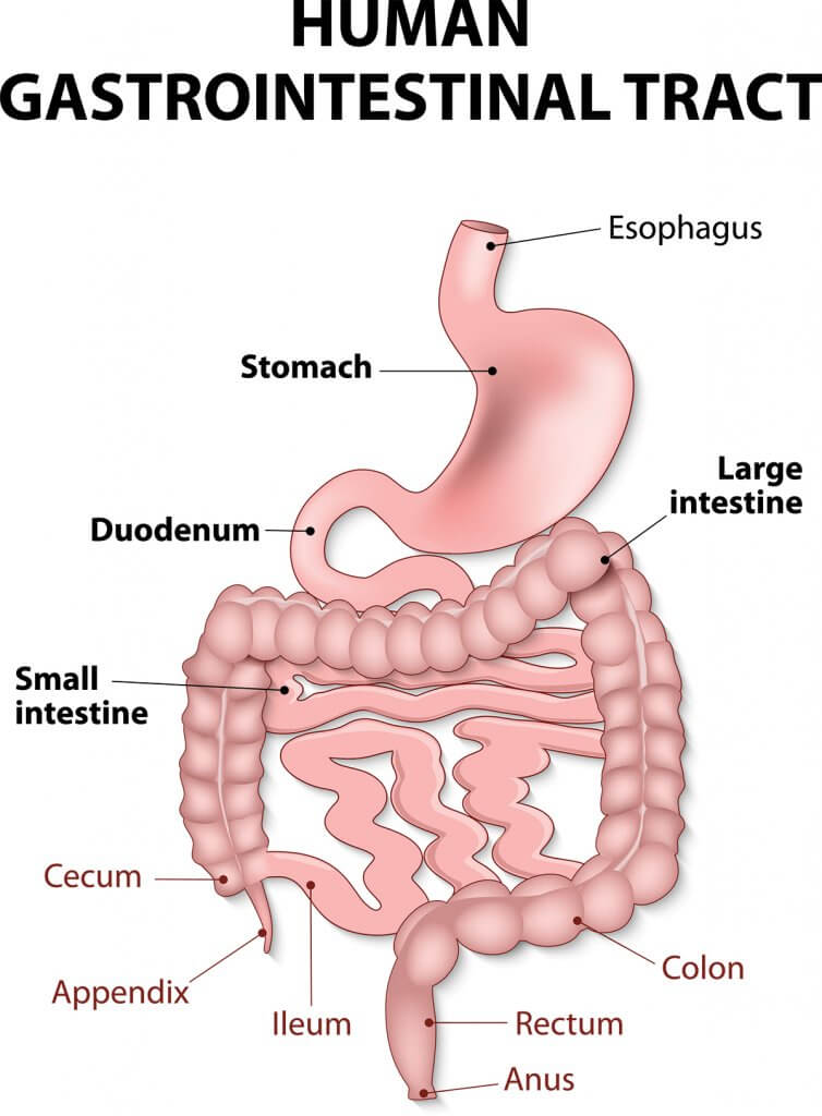 Comprehensive Care for a Client with Upper Gastrointestinal Tract Health Problems: An NCLEX-Standard Guide