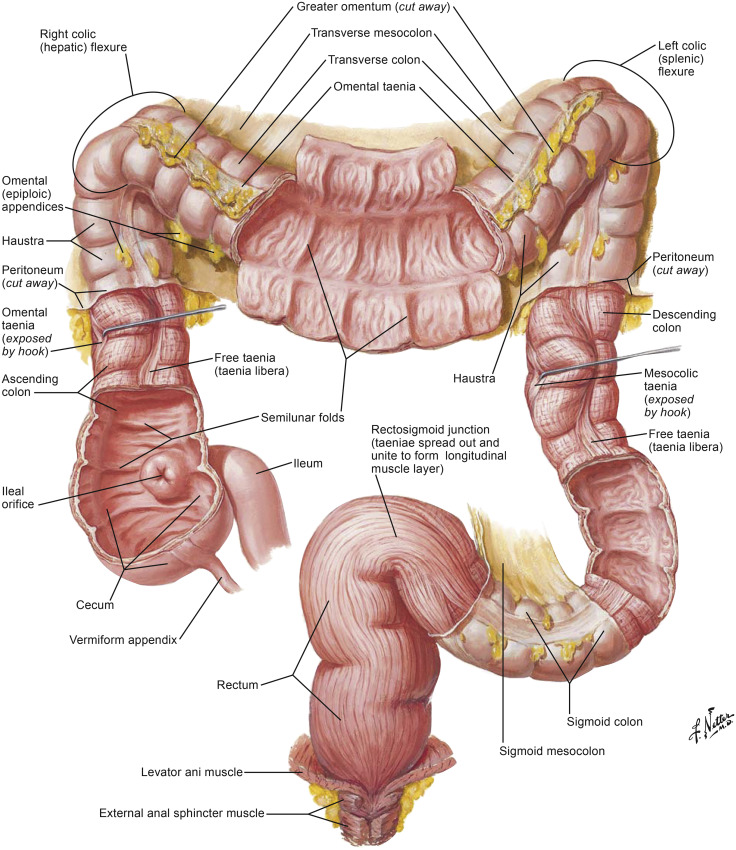 Comprehensive Care for a Client with Lower Gastrointestinal Tract Health Problems: An NCLEX-Standard Guide