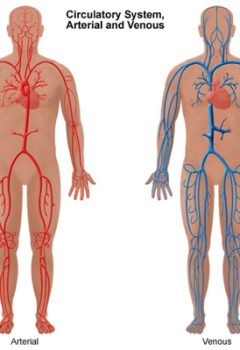 Understanding Vascular Disease: A Comprehensive Guide for Nurses