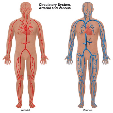 Understanding Vascular Disease: A Comprehensive Guide for Nurses