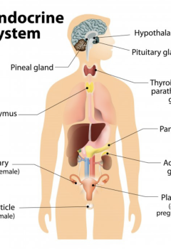 ENDOCRINE DISORDERS: DIABETES MANAGEMENT AND DIABETIC KETOACIDOSIS (DKA)