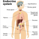 ENDOCRINE DISORDERS: DIABETES MANAGEMENT AND DIABETIC KETOACIDOSIS (DKA)