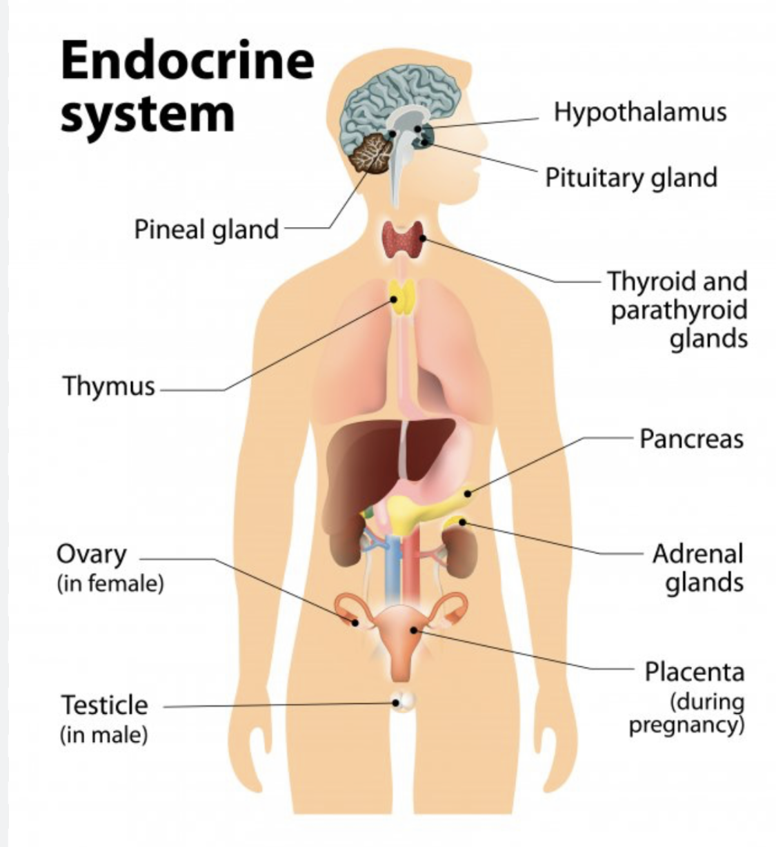 ENDOCRINE DISORDERS: DIABETES MANAGEMENT AND DIABETIC KETOACIDOSIS (DKA)