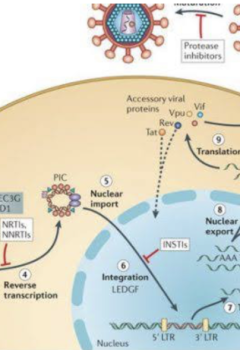 IMMUNE AND INFEXTIOUS DISEASES: HIV/AIDS, SEPSIS, AND ISOLATION PROTOCOLS