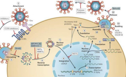 IMMUNE AND INFEXTIOUS DISEASES: HIV/AIDS, SEPSIS, AND ISOLATION PROTOCOLS