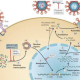 IMMUNE AND INFEXTIOUS DISEASES: HIV/AIDS, SEPSIS, AND ISOLATION PROTOCOLS