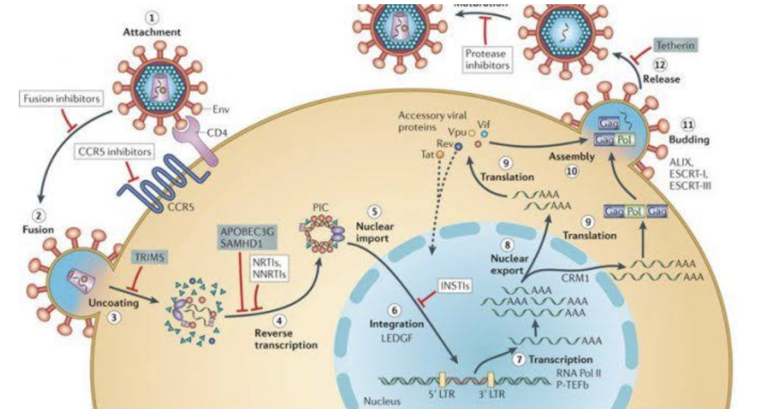 IMMUNE AND INFEXTIOUS DISEASES: HIV/AIDS, SEPSIS, AND ISOLATION PROTOCOLS